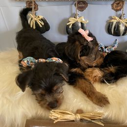 Yorkshire Terrier Puppies from Yuppie Yorkies