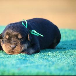 Quendy - Black and mahogany female Rottweiler puppy in Tallahassee, Florida from Von Der Quinn Rottweilers