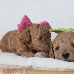 Poodle puppies from Bruno & Co. Puppies