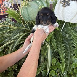 Boy 2 - Piebald male Dachshund puppy in Aurora, Missouri from Baker Farms
