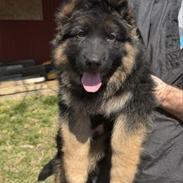 Blue collar - Black and red male German Shepherd puppy in Pana, Illinois from von Fenja German Shepherd Dogs