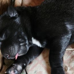 Boy 3 - Belgian Malinois puppy in Elizabethton, Tennessee from Forever Family K9