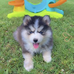 Abby - Black and white female Pomsky puppy in Amarillo, Texas from Pom Pom Pomskies