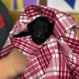 Baby girl 1 - Black female Portuguese Water Dog puppy in Chatfield, Minnesota from Next Generation