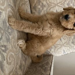 Goldendoodle Puppies from C.P. Puppy Buddies