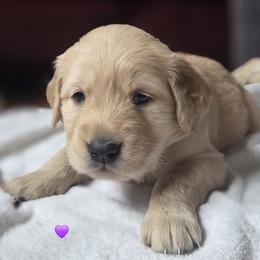 Ms. Purple Lady - Light golden female Golden Retriever puppy in Woodbridge, Virginia from Goldens of Northern Virginia