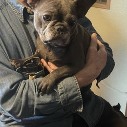 Kaida - French Bulldog