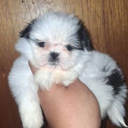 Boy 1 - Black and white male Shih Tzu puppy in Birmingham, Alabama from K&D kennels
