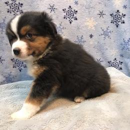 Pembroke Welsh Corgi, Miniature Australian Shepherd, and Toy Australian Shepherd Puppies from Midwest Mini/Toy Aussies