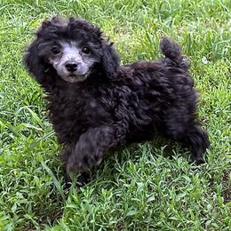 Lexi - Silver female Poodle puppy in Cabool, Missouri from Rafter B Farms