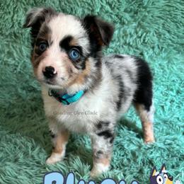 Bluey - Blue merle female Miniature American Shepherd puppy in Millington, Tennessee from Goading Glee Glade