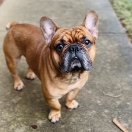 Drago - French Bulldog