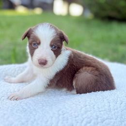 Steven - White and red male Border Collie puppy in Chattanooga, Tennessee from Ross Vegas Kennels