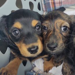 Dachshunds and Goldendoodles from Rustic Acres Dachshunds & Doodles