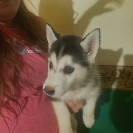 Pomeranian and Siberian Husky Puppies from Duran's huskies and pomeranians