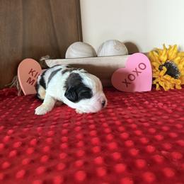 Thorin - White and brown male Saint Bernard puppy in Ramona, California from Buendias Ranch Saint Bernards & Bernese Mountain Dogs