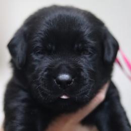 Girl last pick - Black female Labrador Retriever puppy in Williston, Florida from Royal K Labradors