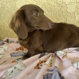 Elvira - Dachshund