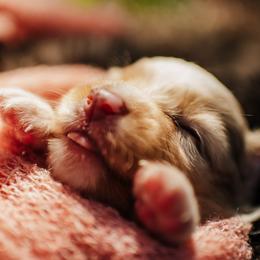 Tangos Know When to Holdem - Red merle female Miniature Australian Shepherd puppy in Englewood, Florida from Tango Auusies & Minature American Shepherds