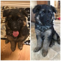 German Shepherd Puppies from Countryside Kennel
