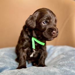 Club - Chocolate male Australian Labradoodle puppy in Morgan Hill, California from Loving Labradoodles