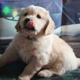 Golden Retrievers from Oceans Breeze Golden Retrievers