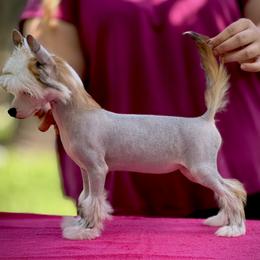 Hairless Girl - Apricot female Chinese Crested puppy in Hollywood, Florida from Candela Chinese Cresteds