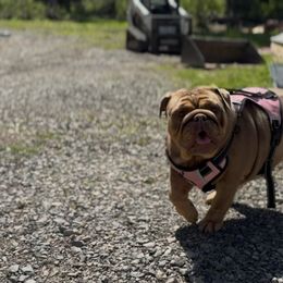 Bulldog puppies from Sitka spruce bulldogs