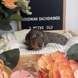 Dapple Boy - 3,000 - Dapple male Dachshund puppy in Fredericksburg, Texas from Goodman Dachshunds