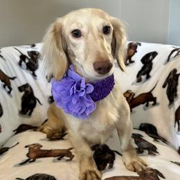 Haley - Dachshund