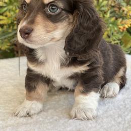 Dachshund Puppies from River Run Dachshunds