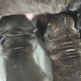 Blue - Gray male Cane Corso puppy in Pearland, Texas from Lonestar Corso Kennels
