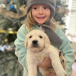 Golden Retriever Puppies from Golden Bunns Retrievers