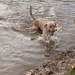 Labrador Retrievers from Perfect Storm Kennels