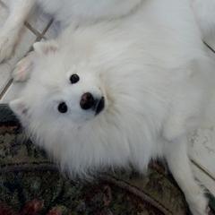 Royce - American Eskimo Dog
