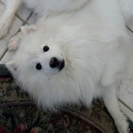 Royce - American Eskimo Dog