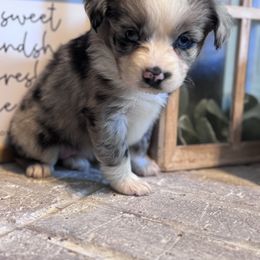 Australian Shepherd Puppies from Blue Creek Farm