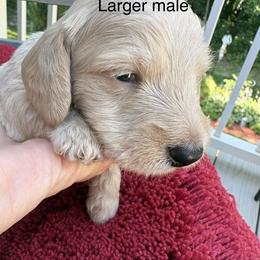 Little Bigger read description - Red male Dachshund puppy in Helenville, Wisconsin from Remarkable Doxies