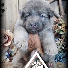 Valor - Blue male German Shepherd puppy in Sequim, Washington from German Shepherd Haus