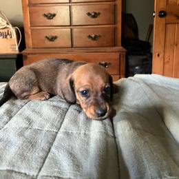 Forrest - Red male Dachshund puppy in Brave, Pennsylvania from Maple Moon Dachshunds