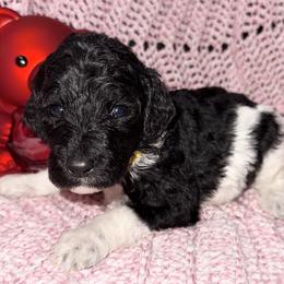 Candy - Parti female Poodle puppy in League City, Texas from Chauffeured Poodles