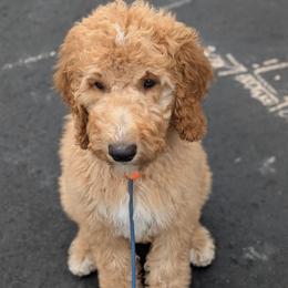 Blue Collar - Apricot male Goldendoodle puppy in Olympia, Washington from Sinclairdoodles