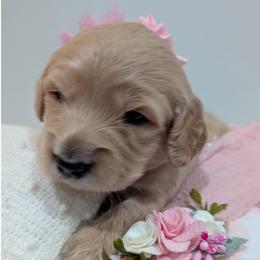 Dachshund Puppies from Goldie Girls Ranch Dachshunds