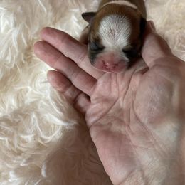 Brisk - Red male Boston Terrier puppy in Johnstown, Colorado from R&M Bostons