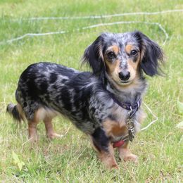 Skyy - Dachshund