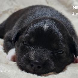 MB.BTF - Black tri female Miniature Australian Shepherd puppy in Deer Lodge, Tennessee from KSH Aussie Haven
