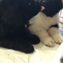 Newfoundland Puppies from Bookcliff Newfies
