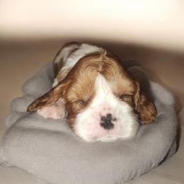 Britches - Blenheim male Cavalier King Charles Spaniel puppy in Ewa Beach, Hawaii from Royal Paradise Cavaliers of Hawaii