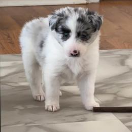 E J - White and blue merle male Border Collie puppy in Jonesboro, Arkansas from Hampton Border Collies