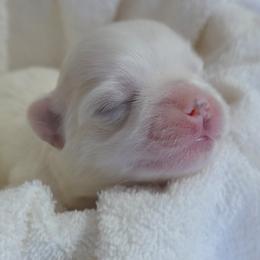 Name to follow - White male Maltese puppy in Palatka, Florida from Boshi Maltese